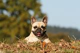 BOULEDOGUE FRANCAIS 1167